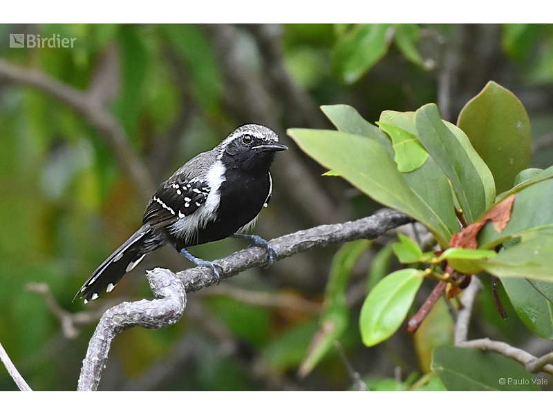 Southern White-fringed Antwren