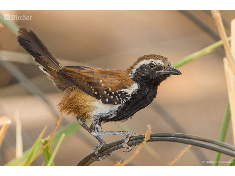 Rusty-backed Antwren