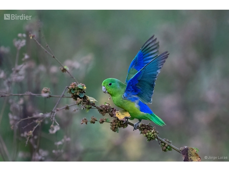 Cobalt-rumped Parrotlet