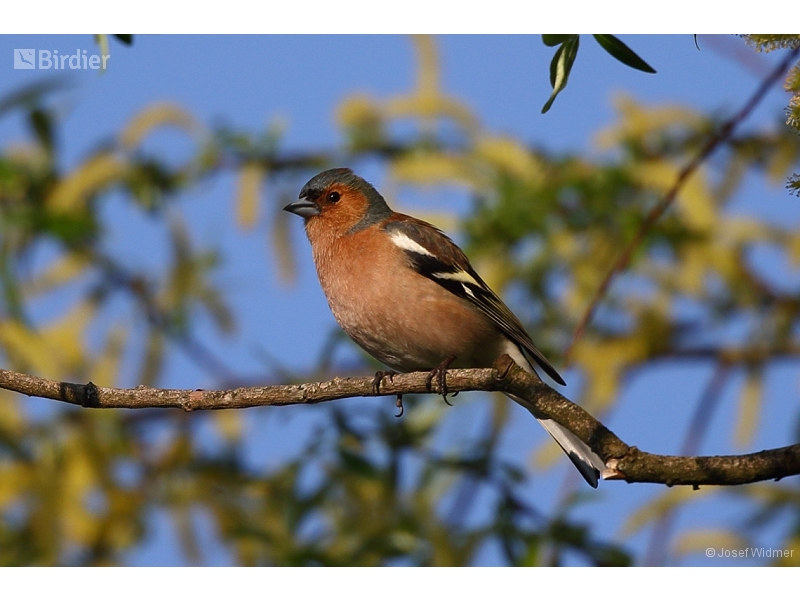 Eurasian Chaffinch