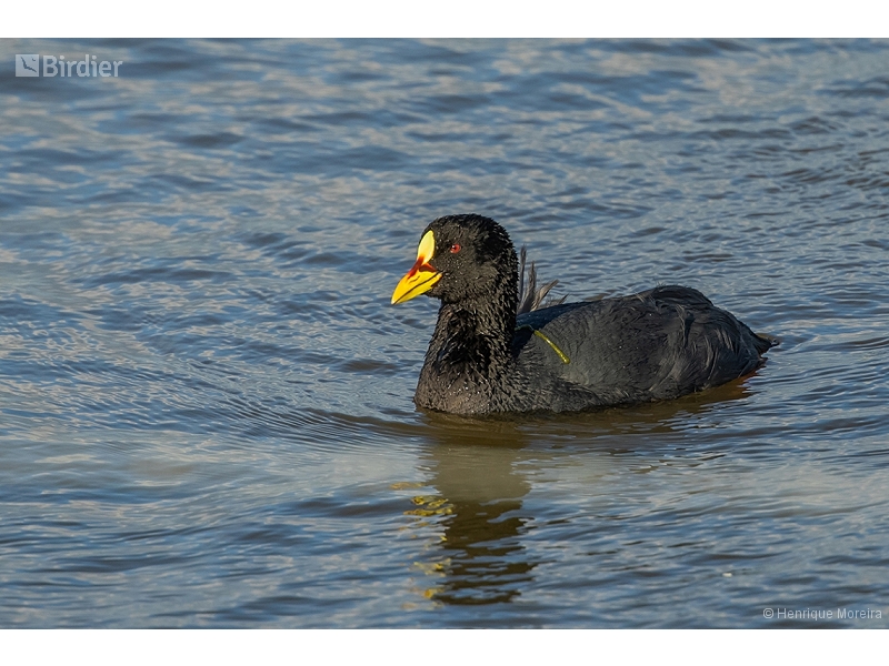 Red-gartered Coot