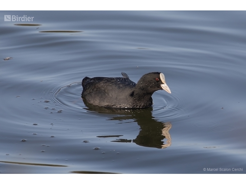 Eurasian Coot