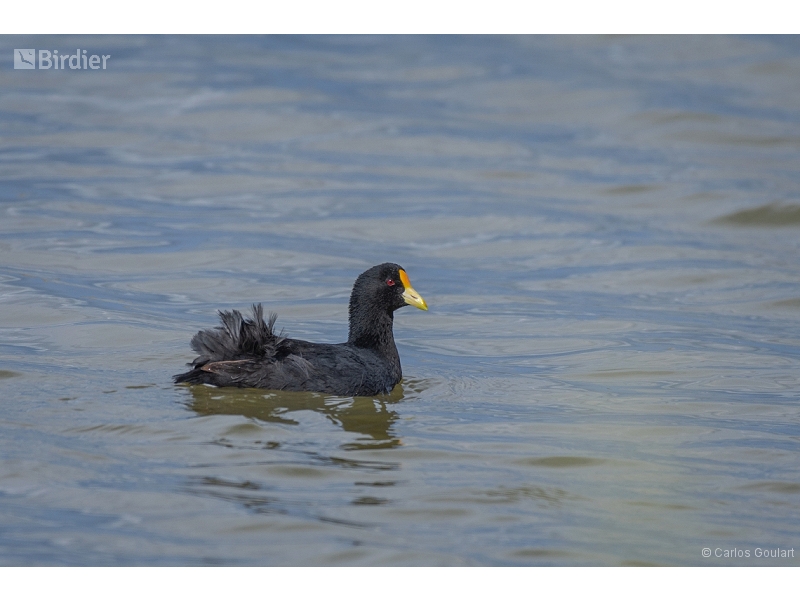 White-winged Coot