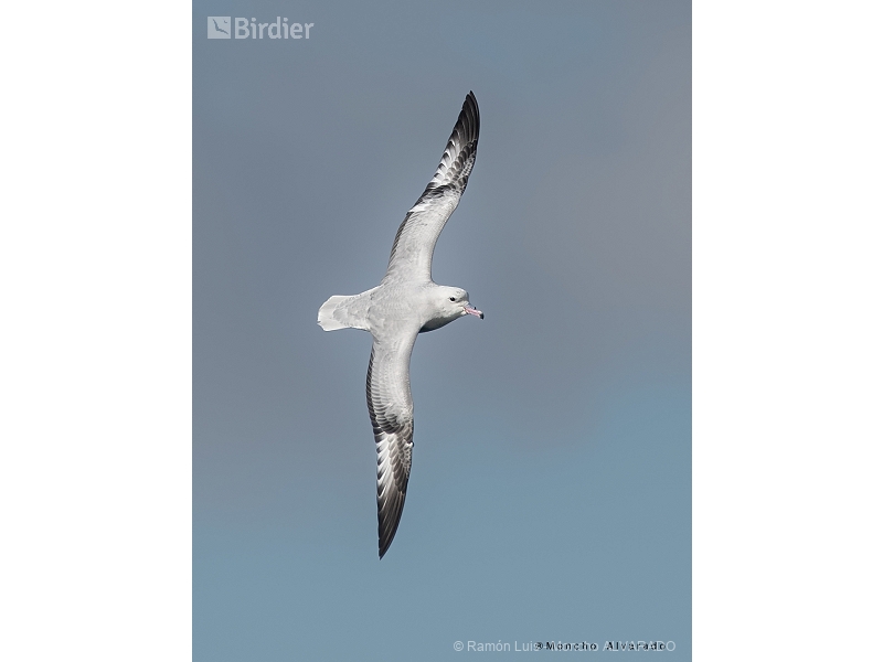 Southern Fulmar