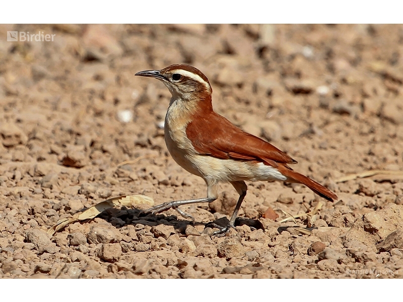 Band-tailed Hornero