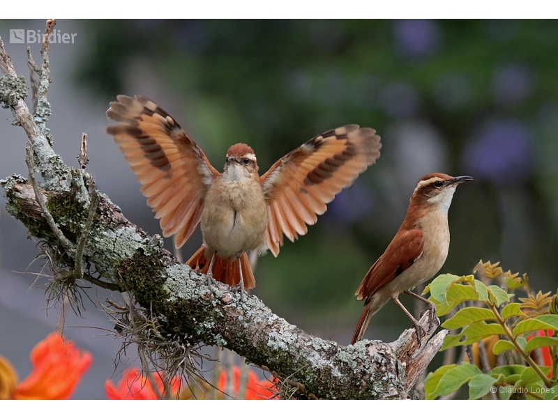Band-tailed Hornero