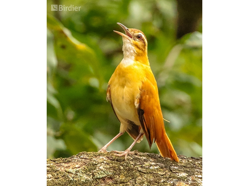 Pale-legged Hornero