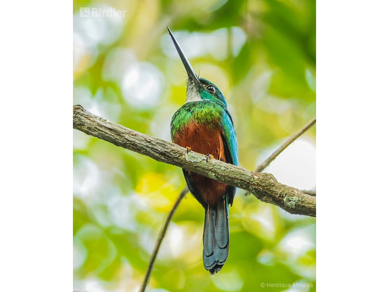 Green-tailed Jacamar