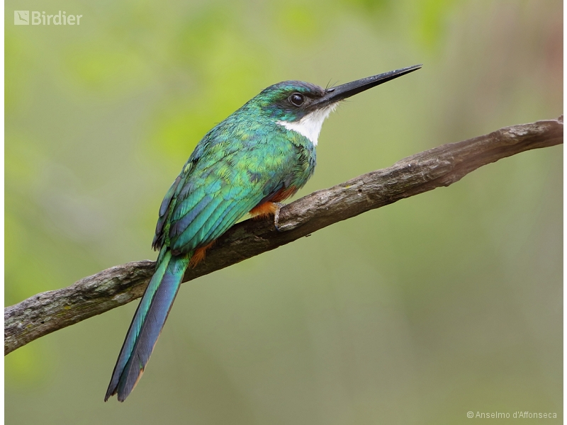 Rufous-tailed Jacamar