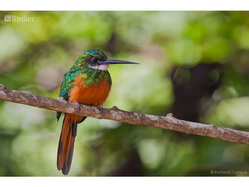 Rufous-tailed Jacamar