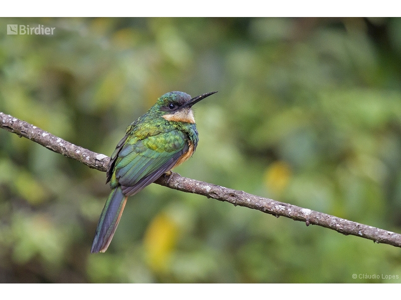 Rufous-tailed Jacamar