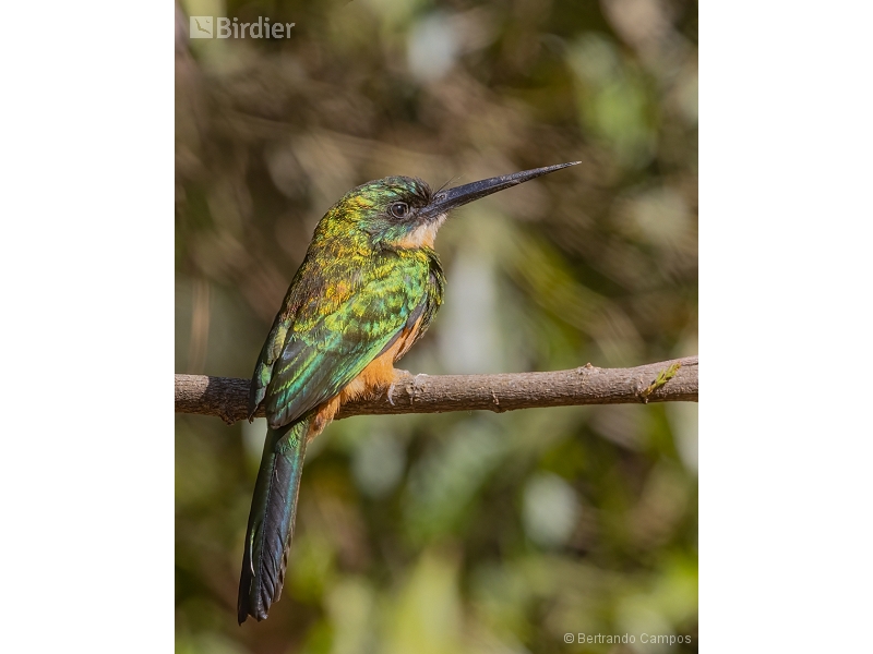 Rufous-tailed Jacamar