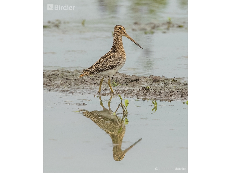Pantanal Snipe