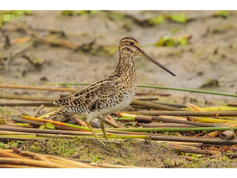 Pantanal Snipe