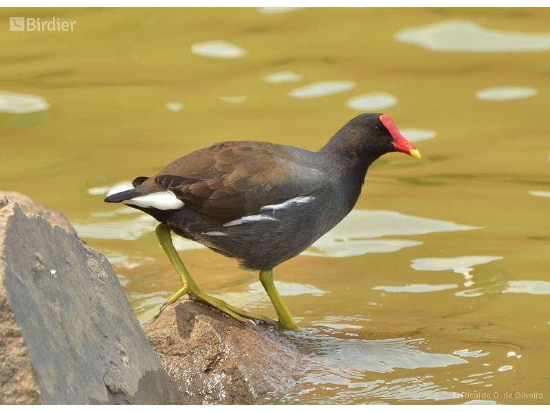 Common Gallinule