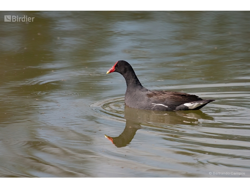 Common Gallinule