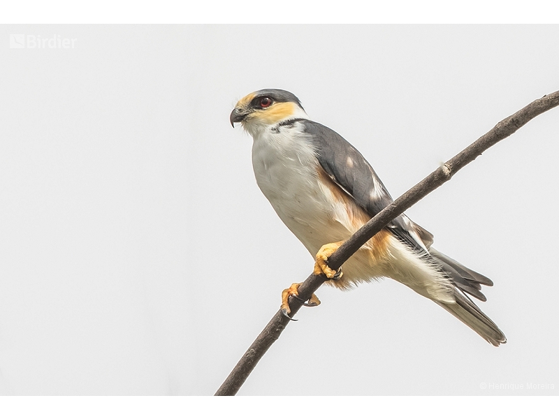 Pearl Kite
