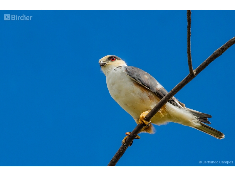 Pearl Kite