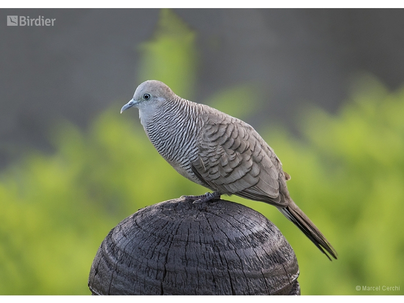 Zebra Dove
