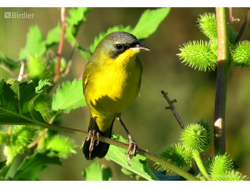 Masked Yellowthroat