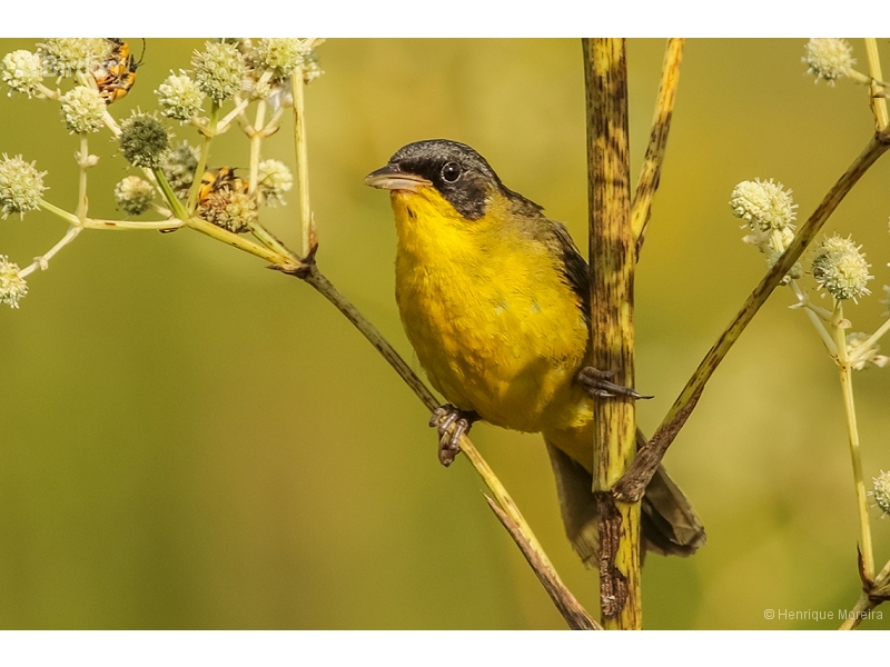 Masked Yellowthroat