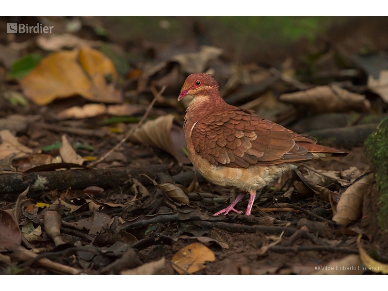 Ruddy Quail-Dove