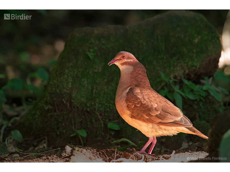 Ruddy Quail-Dove
