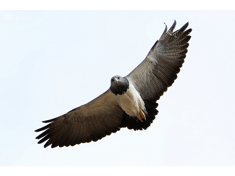 Black-chested Buzzard-Eagle