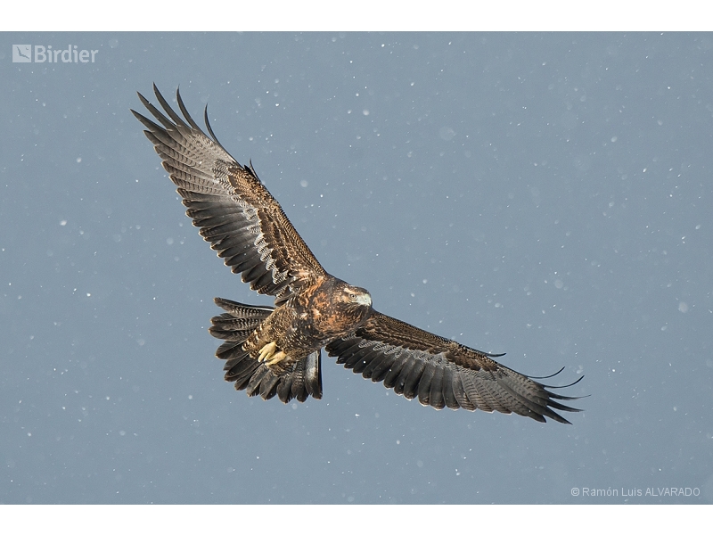 Black-chested Buzzard-Eagle