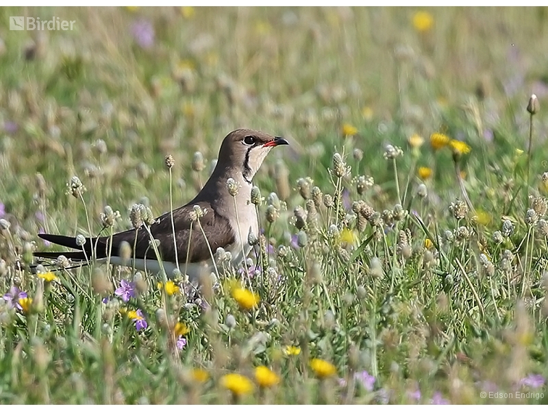 Collared Pratincole