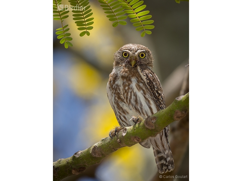 Ferruginous Pygmy Owl