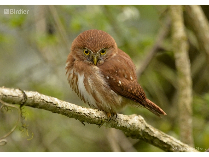 Ferruginous Pygmy Owl