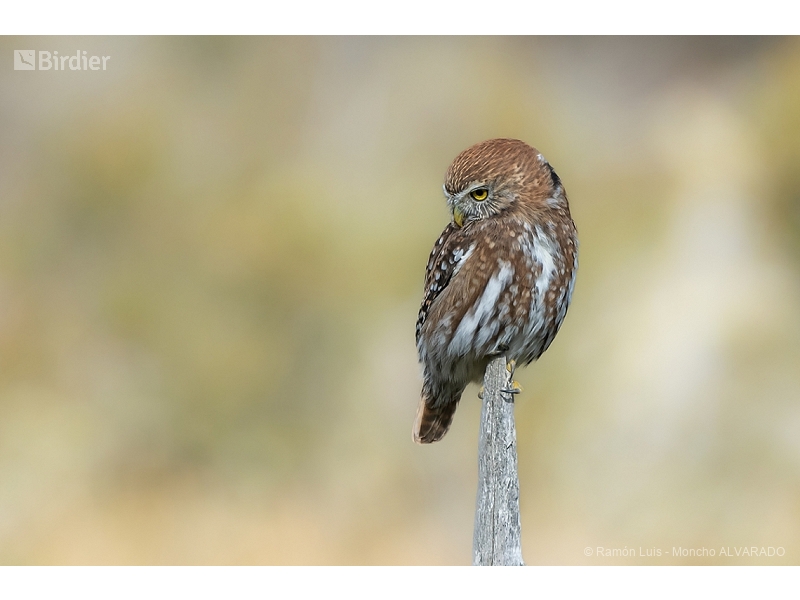 Austral Pygmy Owl