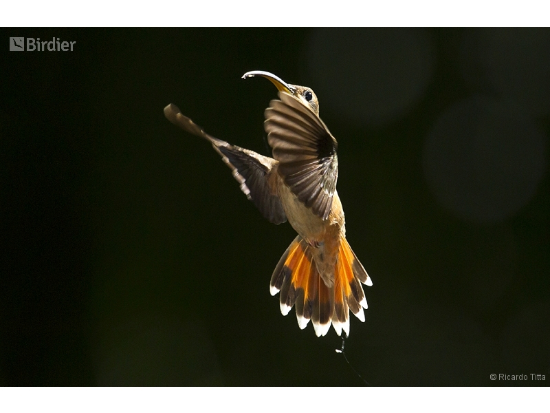 Rufous-breasted Hermit