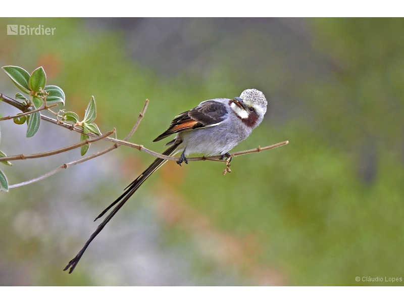 Streamer-tailed Tyrant