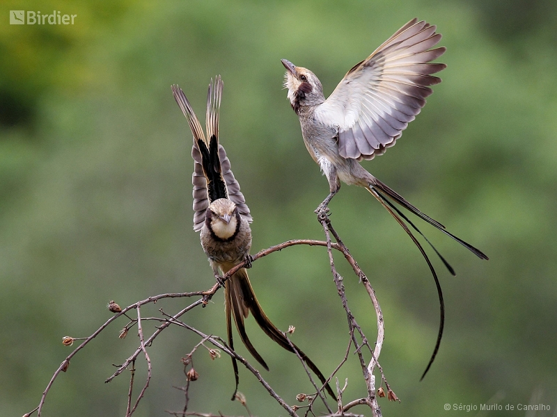 Streamer-tailed Tyrant