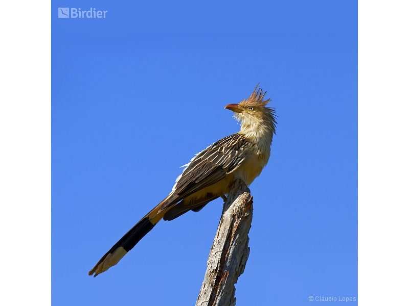 Guira Cuckoo