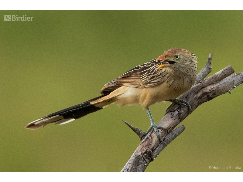 Guira Cuckoo