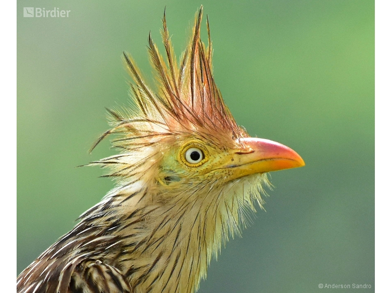 Guira Cuckoo