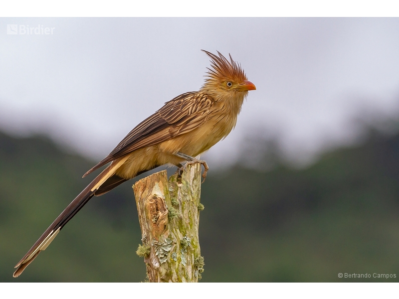 Guira Cuckoo