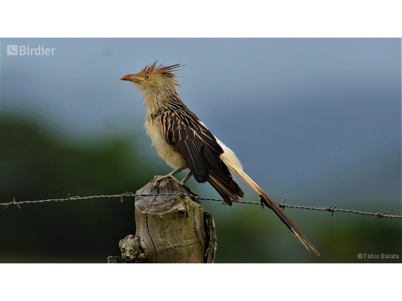 Guira Cuckoo