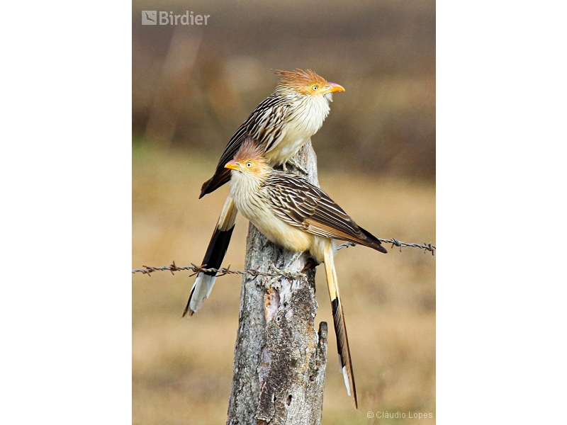 Guira Cuckoo