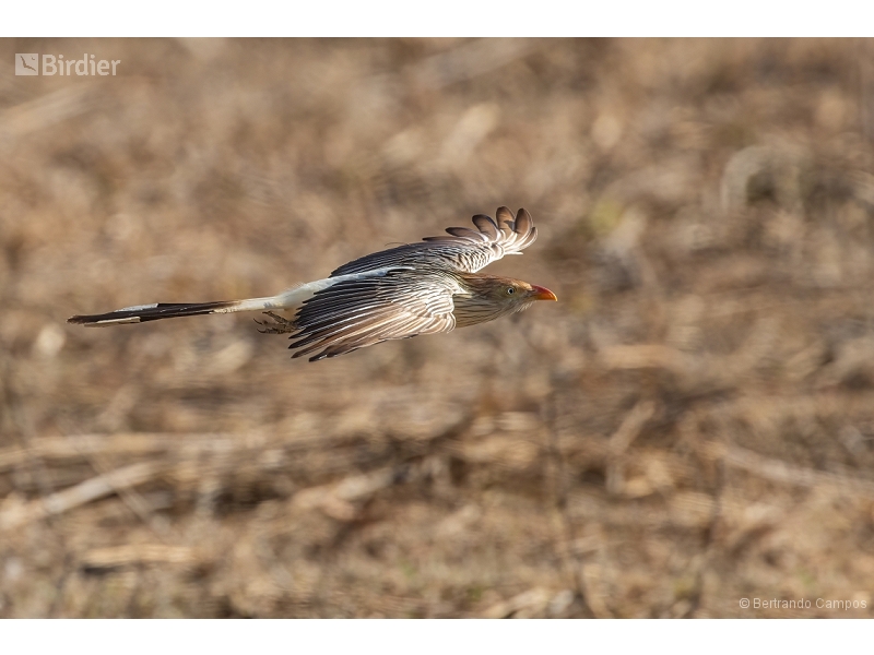 Guira Cuckoo