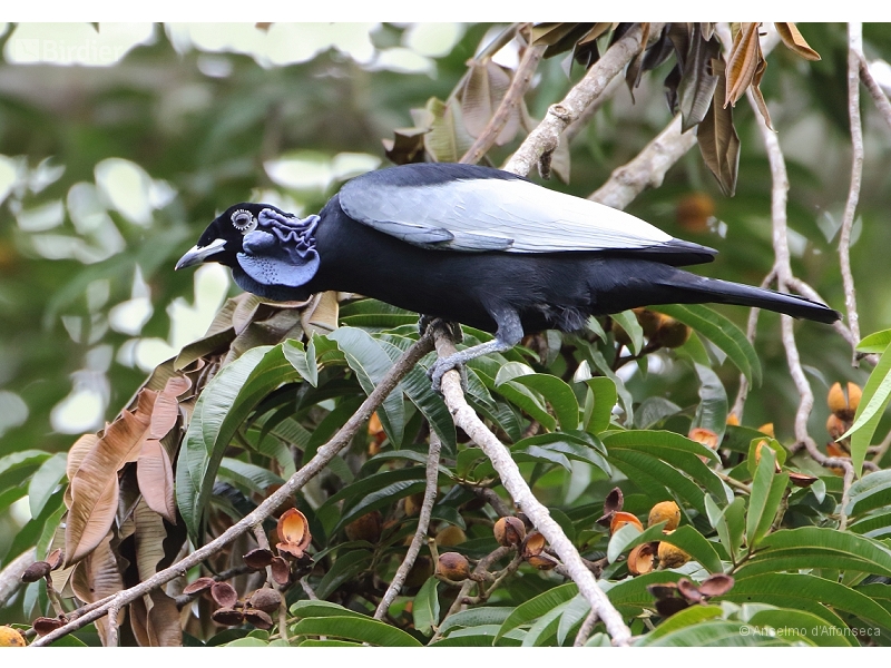 Bare-necked Fruitcrow