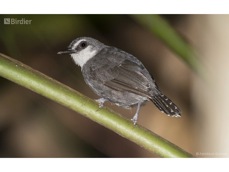 White-throated Antbird