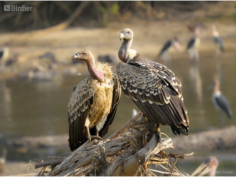 Rüppell's Vulture