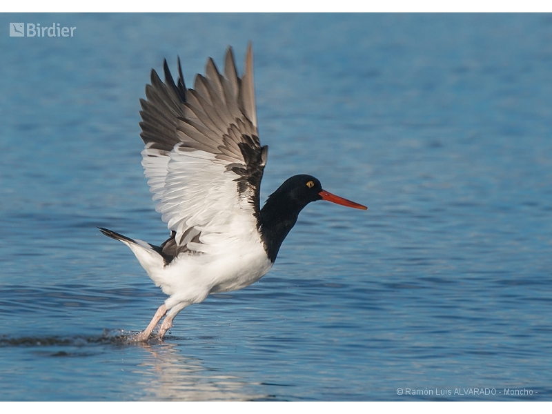Magellanic Oystercatcher