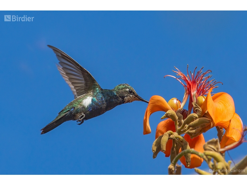 Blue-tufted Starthroat