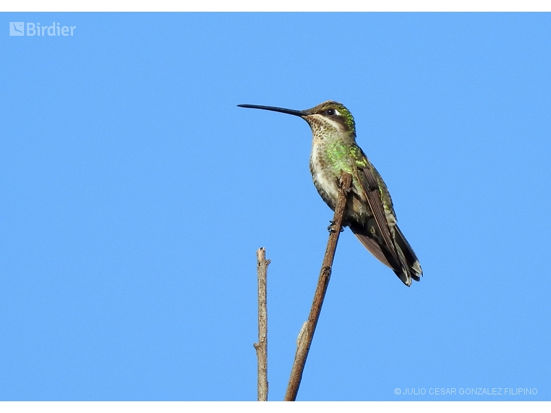 Stripe-breasted Starthroat