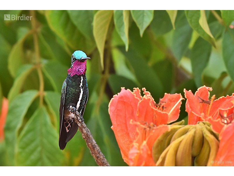 Stripe-breasted Starthroat